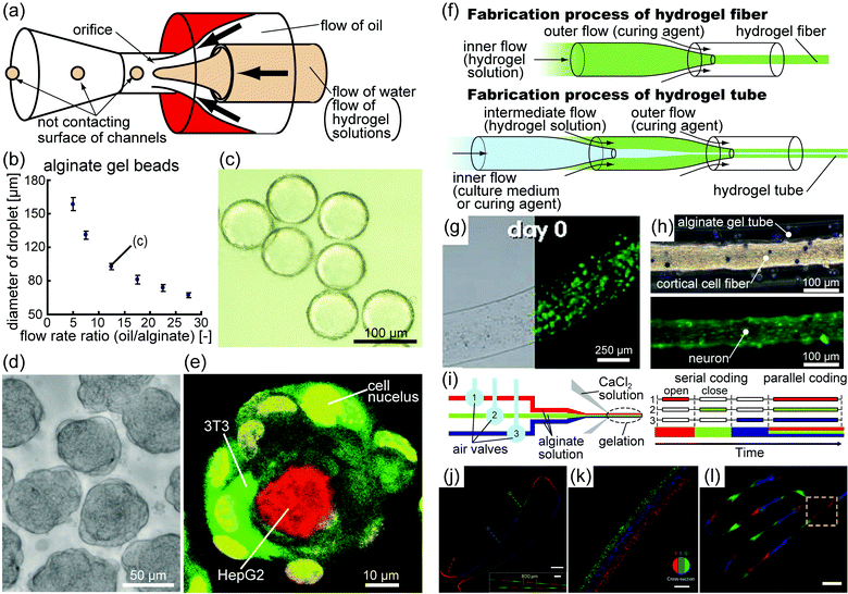 (a) Schematic diagram of an AFFD used to produce monodisperse droplets. AFFDs prevent droplets from adhering to the surfaces of channels because the droplets are always surrounded by the outer fluid. (b) Plot of the sizes of the alginate gel beads in the oil versus the flow rate ratio (outer flow rate/inner flow rate). The coefficient of variation for every point is <5%, indicating that the beads produced by the AFFD are monodisperse.27 (c) Image of alginate gel beads in oil corresponding to point (c) in figure (b).27 (d) Image of cell beads seeded with 3T3 cells based on monodisperse collagen beads.30 (e) Fluorescence confocal microscopy of hierarchical co-cultured cell beads. Collagen gel beads encapsulating HepG2 cells (red) were seeded with 3T3 cells (green) after 17 h of incubation.30 (f) Schematic diagram of the fabrication procedure for hydrogel fibers and tubes. (g) Optical bright field and fluorescence images of an alginate fiber containing Wharton's jelly mesenchymal stem cells (green).31 (h) Optical bright field and fluorescence images of alginate tubes containing cortical cell fibers. Green indicates neurons.34 (i) Schematic diagram of alginate fibers in which the enclosed material can be altered using air valves.36 (j) Image of a serially coded fiber and a magnified image (inset). Scale bars, 1 mm and 400 μm (inset). (k) Image of a parallel coded fiber. Scale bar, 200 μm. (l) Image of a fiber with spatiotemporal variations in morphology and chemical composition. Scale bar, 1 mm. (j–l) Different types of fluorescent polystyrene beads emit different colors: red, blue, and green.36 “(b, c) Copyright (2009) Royal Society of Chemistry, (d, e) Copyright (2011) John Wiley and Sons, (g) Copyright (2009) Royal Society of Chemistry, (j–l) Copyright (2011) Nature Publishing Group.”