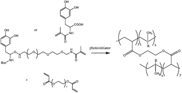 Reaction mechanism between the DOPA modified monomers A or B and the PEG-diacrylate to form a crosslinked network.62 R represents the DOPA modified monomers in the polymer network.