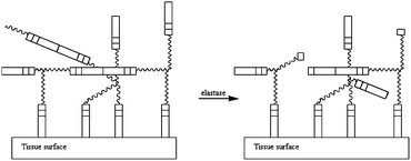 Scheme of the adhesive degradation in the presence of elastase. The enzyme breaks the links between the Ala–Ala sequence in order to degrade the crosslinked network.66