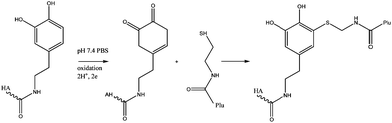 Mechanism of hydrogel formation. Michael-type addition between a quinone form of a catechol group on HA-DN and a thiol group on Plu-SH.68