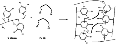 Adhesive formation using catechol functionalized chitosan and thiol functionalized Pluronic F127. A dense polymeric network is developed not only by the crosslinking between C-chitosan and Plu-SH but also between reactive groups in the chitosan chain.14