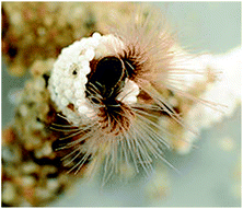 Sandcastle worm and its tubular shelters made of sand grains and shell fragments.83