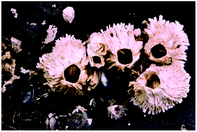 Acorn barnacles attached to a rock at low tide.91