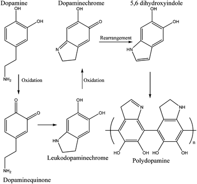 Dopamine crosslinking model—major reaction. Oxidation and further rearrangements lead to the formation of crosslinked dopamine which is structurally similar to melanin.48