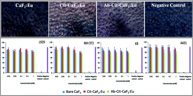 Top panel: representative microscopic images of KB cells incubated with bare CaF2:Eu, Cit-CaF2:Eu, Ab conjugated Cit-CaF2:Eu nanoparticles and negative control for 24 h (magnification: 40×); bottom panel: graphical representation of cell viability tests on L929, NIH 3T3, KB and A431 cells treated with CaF2:Eu nanoparticles (bare, citrate capped and antibody conjugated) at varying concentrations for 24 h.