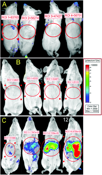 Bioluminescence from luciferase expression after administration of 700 ng of bPEI-condensed DNA encapsulated in different stealth liposome formulations. 24 hours after liposome injection expression of luciferase was visualized by bioluminescent imaging. Total relative optical intensity (ROI) is shown for each image as measured in photons/second/cm2 by the Xenogen IVIS Imaging System. (A) Non-targeted stealth liposomes, with 5 mol% PEG2000, delivered to CT26 tumor bearing mice. (B) 3.3 mol% PR_b functionalized stealth liposomes (5 mol% PEG2000) delivered to healthy mice. (C) 3.3 mol% PR_b and 5 mol% PEG2000 targeted stealth liposomes delivered to CT26 tumor bearing mice.