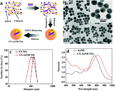 (a) Scheme of formation of CS-AuNR NSs; (b) TEM image of CS-AuNR NSs; (c) size distribution of CS NSs and CS-AuNR NSs; (d) UV-Vis absorption spectra of AuNR and CS-AuNR NSs.