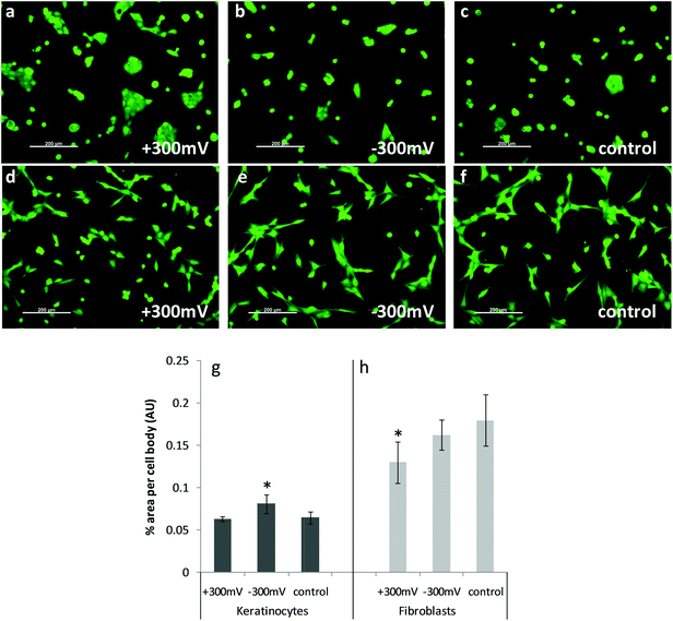 Calcein stained images of live cells on PEDOT 48 wt% glycol which were biased prior to incubation with complete media, followed by cell seeding. Keratinocytes on variously charged surfaces (as indicated on image) are shown in (a) to (c); with fibroblasts shown in (d) to (f). Graphs shown in (g) and (h) show relative % area per cell body for each cell type. Means are averages of >6 analysed images with error bars indicating the standard error of the mean. * Indicates significant difference to other measurements within the group.