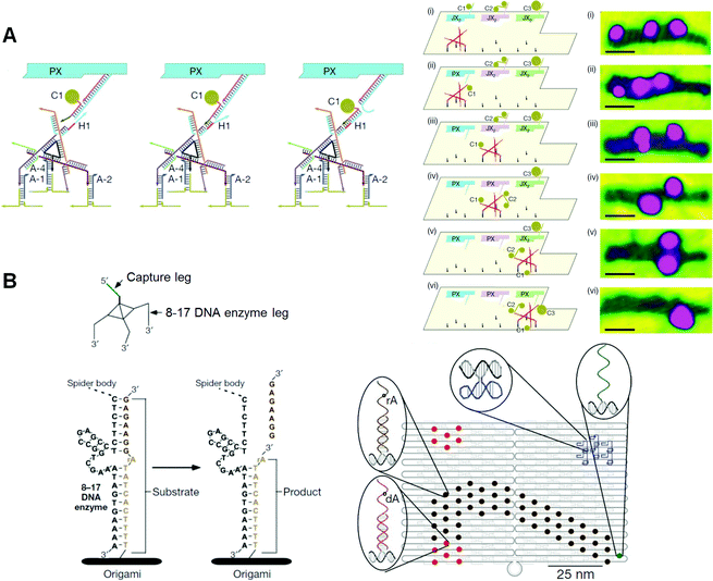 DNA nanomachines walking on the DNA origami. (A) Assembly line of gold nanoparticle (AuNP) using a DNA walker. The DNA walker has four feet for walking on the selective position on the DNA origami and three hands to capture AuNPs. AuNP is transferred to the DNA walker from the PX–JX2 device in the PX state by toehold-hybridization. The DNA walker stops at three specific places to capture AuNPs in PX state. Stepwise AFM images of AuNPs attached on the DNA walker after the operations. (B) DNA spider has three legs consisting of a DNAzyme to cleave the RNA (rA)-containing DNA strand introduced on the DNA origami. The DNA spider starts by releasing from the starting point, which is placed with the capture leg, and then walking on the substrate track by cleaving the substrates. The walker stops when it encounters the uncleavable substrate strands lacking RNA (dA).