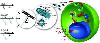 Schematic design of DNA origami tube and endocytotic pathway. Left: Three different types of CpG-H′ designed to hybridize with CpG. Right: endocytotic pathway of tube origami holding CpG with immune cells and subsequently stimulating the immune responses.