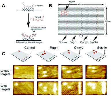 Detection of target RNA by hybridization with probe DNA strands introduced on the DNA origami. (A) The method for imaging the hybridization of target RNA to a probe DNA on the DNA origami. (B) Multiple DNA probes complementary to the target RNAs were introduced onto the DNA origami and hairpin DNAs were also introduced as an index for identifying the probe strand. (C) AFM images of binding of target RNA to the probe strands. Specific DNA probes can be identified by the corresponding index.