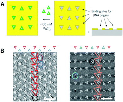 Alignment of DNA triangles onto the fabricated surfaces. (A) Fabricated triangular origami-binding sites were used for the alignment of DNA triangles. (B) Binding of DNA triangles onto the binding sites of TMS-layered SiO2 surface (left) and DLC surface (right). Scale bar 500 nm.