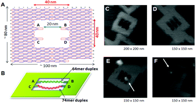 Control of the enzyme reactions in the DNA origami scaffold. (A), (B) DNA frame structure designed for incorporation of two different dsDNAs; tense 64-mer dsDNA and relaxed 74-mer dsDNA having the specific sequence for M. EcoRI at the center. AFM images of DNA frame (C), two-dsDNA attached DNA frame (D), and M. EcoRI bound to the 64-mer dsDNA (E) and the 74-mer (F) dsDNA.