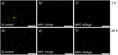 Biofilm formation of E. coli on p(HEMA-co-MPC) films without AgNPs containing 10 or 40% MPC (w.r.t. HEMA). Silicon control (a, d), MPC10/Ag0 (b, e), and MPC40/Ag0 (c, d) were submersed in an E. coli suspension (2.5 × 106 CFU mL−1) in minimal LB-medium for 1 h or 24 h and washed four times with saline thereafter. Scale bar is 20 μm.