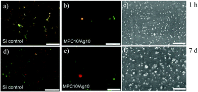 Biofilm formation of E. coli on MPC10/Ag10 films. Silicon controls (a, d) and MPC10/Ag10 films (b, e) were submersed in an E. coli suspension (2.5 × 106 CFU mL−1) in minimal LB-medium for 1 h or 7 d. The surfaces were transferred in fresh containers and washed four times with saline. Backscattered SEM images of the same films (c, f). The scale bar for a, b, d, and e is 20 μm while for c and f it is 250 nm.