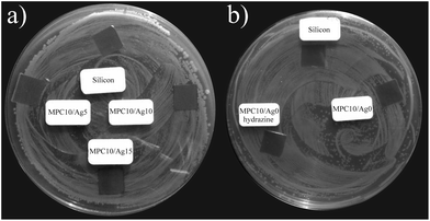 Agar diffusion test of p(HEMA-co-MPC) films with and without Ag: (a) MPC10/Ag5, MPC10/Ag10 and MPC10/Ag15 as well as a control of pure silicon (Si), and (b) control samples: Si, MPC10/Ag0, and MPC10/Ag0 after treatment with hydrazine for the reduction of Ag ions into nanoparticles.