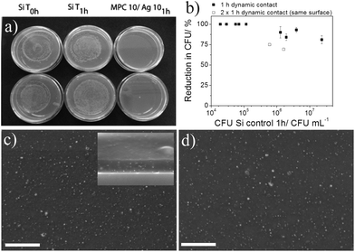 Antibacterial activity of MPC10/Ag10 films tested in a 1 h dynamic contact assay under non-growing conditions. (a) Agar plates of E. coli spreads after 1 h dynamic contact to Si substrates (left, middle) and MPC10/Ag10 films (right) (duplicate samples). (b) Reduction of E. coli (% CFUs) relative to Si wafer control after 1 h dynamic contact with MPC10/Ag10 films with respect to increasing bacteria cell numbers. (c) Backscattered SEM images of the MPC10/Ag10 film after 1 h contact to an E. coli suspension (5 × 105 CFU mL−1) with the inset showing a side-view and (d) the same film after a second hour of contact to an E. coli suspension (1 × 106 CFU mL−1). Bright spots indicate AgNPs and the scale bar is 1 μm.