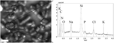 Backscattered SEM image and the accompanying EDX spectrum of E. coli after a dynamic contact assay. The scale bar is 2 μm.