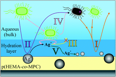 A summary of the mechanisms observed throughout the study of the bioactive and biopassive films of p(HEMA-co-MPC)/Ag films.