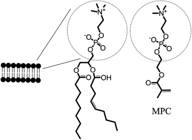 Highlighting the similarities in the structure of the phospholipid bilayer to 2-methacryloyloxyethyl phosphorylcholine (MPC).