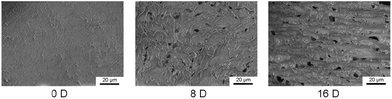 SEM images of the thermogel at the indicated days during degradation in PBS at 37 °C. The observations were made at freezing state.