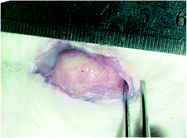 
            In situ gel formation of the PLGA–PEG–PLGA aqueous solution (25 wt%, 0.5 mL) in the neck of an SD rat. The photograph was taken after 2 weeks following the subcutaneous injection.