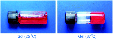 Photographs of the DOX-loading PLGA–PEG–PLGA formulation at indicated temperatures. The red color comes from DOX.