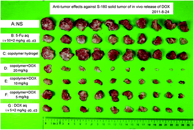 S-180 sarcomas captured at the seventh day after a subcutaneous injection of DOX-loading PLGA–PEG–PLGA solution (25 wt%). The scheduled dose and the route of administration are listed in Table 1.