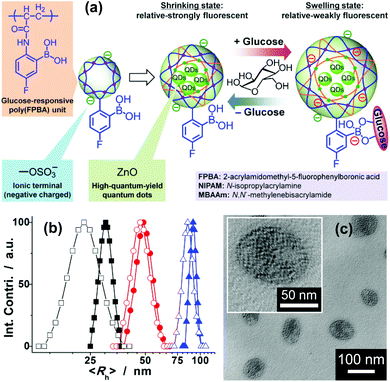 (a) Schematic diagram of the FNG and chemical structures of the key components. (b) DLS size distribution of the single-network-structured template nanogel (■, □: [Glucose] = 0 mg dL−1) and the double-network-structured FNG (●, ○: [Glucose] = 0 mg dL−1; ▲, △: [Glucose] = 540 mg dL−1). Closed and open symbols denote the size distribution before and after thirty cycles of adding/removing glucose, respectively. (c) TEM images of the FNG.