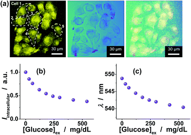 (a) Scanning confocal fluorescence (left), transmission (centre), and overlaid images (right) of B16F10 cells incubated with the FNG (10.0 μg mL−1). (b,c) Response curves in terms of changes in (b) PL intensity and (c) color of the FNG embedded in cells. The total PL properties of a single cell (n = 5, mean ± s.d.) was adopted as a glucose-dependent parameter by the FNG.