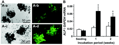 SaOS-2 cells embedded in Na-alginate hydrogel. (A-a and A-b) The SaOS-2 cells were incubated in the mineralization activation cocktail for one week [bright field image] (A-a). Then the cells, exposing their hydroxyapatite crystallites, were stained with the “OsteoImage” staining dye [fluorescent image; the mineralized crystallites are highlighted in green and the signals outshine the shadowy cell clump] (A-b); a distinct green fluorescence staining could be recorded. However, if the cells were embedded in the hydrogel that had been supplemented with 400 μM ortho-silicate [bright field] (A-c) and then stained with the “OsteoImage” dye an intensive green fluorescence can be monitored [fluorescent image] (A-d). (B) Influence of the 400 μM ortho-silicate supplement to the hydrogel beads and to the medium on the expression of the ALP gene in SaOS-2 cells. The cells were additionally exposed to the mineralization activation cocktail. The levels of ALP mRNA in SaOS-2 cells were determined by the absence of silica (open bars) or the presence of silica (filled bars). The cells were harvested at the beginning of the experiments (seeding time) or after incubation in the beads for 1 or 2 weeks. Subsequently, RNA was extracted and subjected to quantitative real-time RT-PCR (qRT-PCR) analysis for both ALP mRNA and GAPDH transcripts. The expression level of ALP was normalized to the expression of GAPDH. Data are expressed as mean values ± SD for five independent experiments; each experiment was carried out in duplicate. Differences between the groups were evaluated using an unpaired t-test, *p < 0.05.