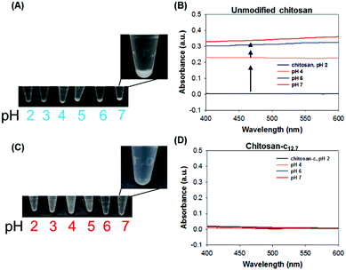 (A) Photographs of the chemically unmodified chitosan solutions at pH values ranging from 2 to 7 and (B) the UV-vis absorbance spectra of the chitosan at pH 2 (green), 4 (orange), 6 (blue), and 7 (red). The arrows indicate the baseline upshifts as pH increases, as an indication of the insolubility of chitosan. (C) Photographs of the chitosan-c solutions at pH ranging from 2 to 7, and (D) the UV-vis absorbance of chitosan-c at pH 2 (green), 4 (orange), 6 (blue), and 7 (red).