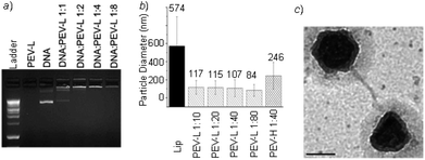 DNA–polymer complex analysis: (a) Gel retardation of the PEV-L at different DNA to polymer weight ratios. (b) Particle size analysis of the PEV-L copolymer and the DNA complex with different PVBLG-8 chain lengths and DNA to polymer weight ratios. (c) TEM image of PEV-L with the DNA complex. Scale bar: 200 nm.