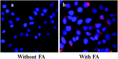 Intracellular uptake of HeLa cells incubated with 5 μg ml−1 of (a) RITC-HSNPs and (b) RITC-FA-HSNPs.