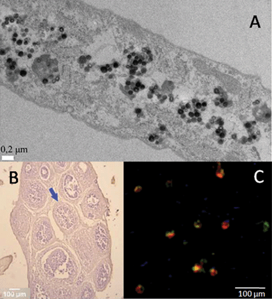 Mammalian cells’ interaction with silica. (A) TEM image of human dermal fibroblast cells after uptake of 200 nm silica nanoparticles (reprinted from ref. 67, Copyright (2012), with permission from Elsevier); (B) optical micrograph of sol–gel immobilized ovarian follicles, stained with hematoxylin (ref. 87–reproduced with permission from The Royal Society of Chemistry (RSC)); (C) fluorescence microscopy image of immobilized hybridoma cells. Living cells are red stained, while damaged cells appear green stained with the LIVE/DEAD kit (ref. 88 – reproduced with permission from The Royal Society of Chemistry (RSC)).