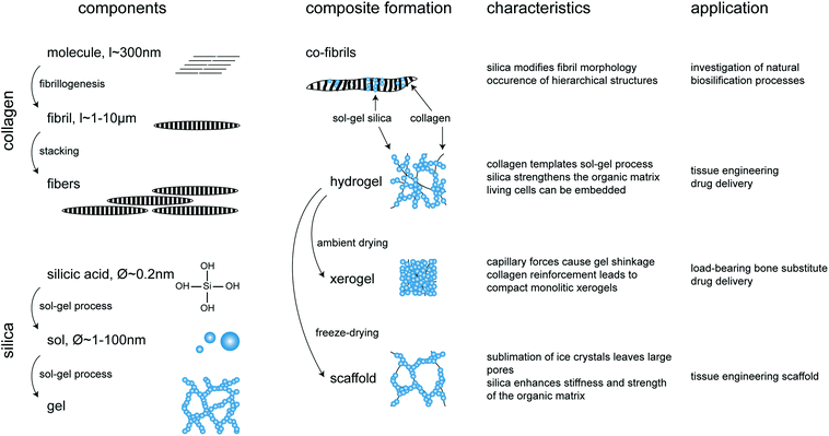 Overview of silica–collagen materials. Starting components, conditions of composite formation, main characteristics and potential applications.