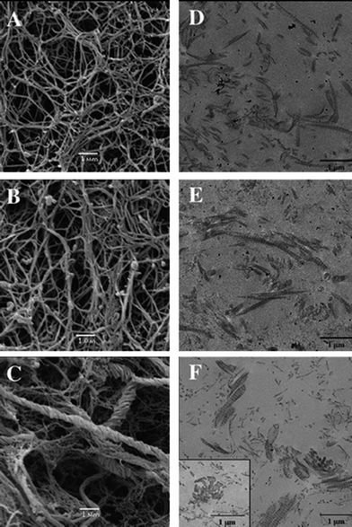 Silicified collagen hydrogels. SEM and TEM images of collagen hydrogels (0.66 mg mL−1) (A and D, respectively) and silicified collagen with 1 mM (B and E, respectively) and 5 mM (C and F, respectively) sodium silicate after incubation for 14 days (ref. 125 – reproduced with permission from The Royal Society of Chemistry (RSC)).