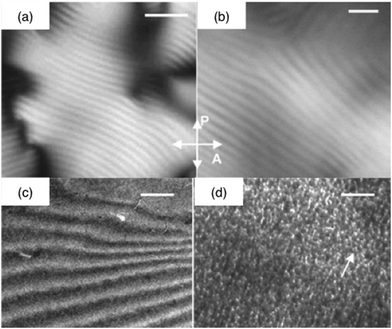 Silicified collagen liquid crystalline phases. Polarized light optical photographs of (a) the concentrated collagen solution and (b) the collagen–silica hybrid (crossed polarizers (P and A)) (bars = 5 μm); TEM micrographs of the silica-concentrated collagen solution hybrid (c) before (bar = 1 μm) and (d) after calcination (bar = 50 nm) (ref. 136 – reproduced with permission from The Royal Society of Chemistry (RSC)).