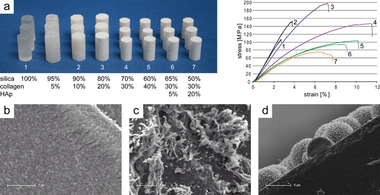 Silica–collagen xerogels. (a) Photograph of machined xerogel samples (diameter about 5–6 mm) with varying composition and corresponding stress–strain curves recorded during compression tests (reprinted from ref. 85, Copyright (2011), with permission from Elsevier); SEM images of (b) pure silica xerogel and (c) composite xerogel with 70% silica and 30% bovine collagen (reprinted from ref. 142, Copyright (2009), with permission from Elsevier); (d) SEM imaging cross-section of apatite deposited on the surface of a bioactive silica–collagen xerogel during immersion in SBF.