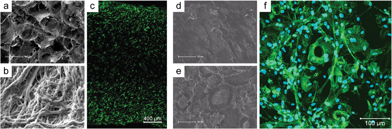 In vitro evaluation of silica–collagen composite scaffolds and composite xerogels. (a, b) SEM cross-sectional view of collagen-based scaffolds with 25 wt% silica and (c) cLSM images of the same scaffold after 28 days of cultivating hMSC-derived osteoblasts on this biomaterial. Cytoskeletal actin was stained with AlexaFluor 488-Phalloidin and is visualized green (reprinted with permission from ref. 138, Copyright (2011), American Chemical Society; SEM images after 28 days of osteoblast/osteoclast co-cultivation on (d) low bioactive silica–collagen xerogel and (e) highly bioactive silica–collagen xerogel with integrated calcium phosphate phases (reprinted from ref. 166, Copyright (2013), with permission from Elsevier); (f) 3D reconstruction from cLSM image stacks after 28 days of osteoblast/osteoclast co-cultivation on silica–collagen–calcium phosphate composite xerogel. The actin skeletons and cell nuclei are visualized in green and blue, respectively.