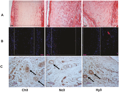 In vivo fate of silicified concentrated collagen hydrogels. Histological and immunohistological studies 8 days post-surgery. Pure collagen (3 mg mL−1, Ch3), nanocomposite (Nc3), and hybrid (Hy3) scaffolds were implanted subcutaneously. Sections were stained with hematoxylin–eosin (line A), detection of macrophages (CD68 marker) (line B), and endothelial cells (RECA-1 marker) (line C). Reprinted with permission from ref. 127. Copyright (2011), American Chemical Society.