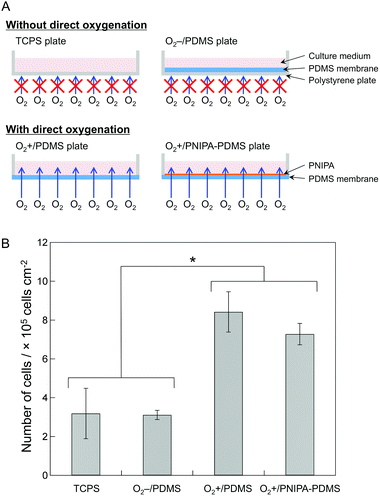 (A) Schematic illustration of the TCPS, O2−/PDMS, O2+/PDMS and O2+/PNIPA–PDMS plates. (B) The total number of cells in the TCPS, O2−/PDMS, O2+/PDMS and O2+/PNIPA–PDMS plates after 9 days of culture. The bars show the mean ± SD of six plates from two independent experiments. Student's t-test was performed, with P < 0.05 indicated by an asterisk (*).