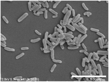 Scanning electron micrographs of mesoporous silica nanoparticles synthesized via a surfactant templated approach. Scale bar = 1 μm.