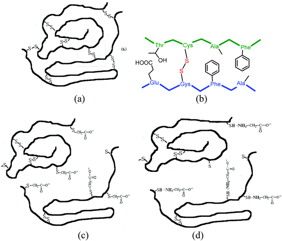 (a) and (b) show the cross-links of disulfide bonds in feather keratin. (c) and (d) show the suggested structures of reversible water-soluble keratin.