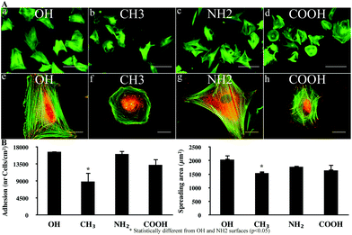 Initial cellular interaction: (A) overall morphology of human fibroblasts adhering to Col IV coated model materials for 2 h under serum free conditions. The cells were stained simultaneously for actin (green) and vinculin (red). On (a–d) the cells are viewed for actin at low magnification to follow the overall cell morphology (Bar – 100 μm), while the higher magnification on (e–h) depicts the development of focal adhesion contacts and actin filaments (Bar – 20 μm); (B) shows graphical illustrations of the quantities for cell adhesion (left) and spreading (right).