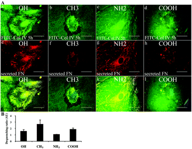 Remodelling of FITC-Col IV on model surfaces. (A) Comparative morphological view of FITC-Col IV remodelling by fibroblast on different model surfaces after 5 h of incubation (a–d) viewed simultaneously with endogenously secreted FN matrix fibrils (e–h). The images are merged on (i–l). Bar – 20 μm. Note the dark zones show places where FITC-Col IV is removed; it results in fibril-like arrangements that often co-localize with fibronectin fibrils (e–h) seen on all materials. (B) De-quenching of adsorbed FITC-Col IV on different model surfaces by the adhering cells after 5 h of incubation. The graph represents the ratio between extracted fluorescence signals from samples with cells versus without cells given in arbitrary units (AU) for the different materials.