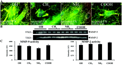 Remodelling of adsorbed Col IV. (A) The cells were cultured on model surfaces coated with native Col IV, then the samples were simultaneously stained for Col IV (green) and FN (red), and only merged images are shown on (a–d). Bar – 20 μm. (B) Zymography of the conditioned medium after 24 h of fibroblasts culture on model surfaces showing expression of both MMP-9 and MMP-2 activities at 97 kDa and 72 kDa, respectively. (C) Densitometry results for MMP-9 (left) and MMP-2 (right).