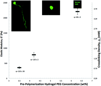 3D ESMN axon outgrowth is highly dependent on the initial gel crosslinking density. At 0.9 mmol crosslinker per liter, axons are able to penetrate through the polymer-network by locally cleaving the collagen-derived peptide crosslinks. However, increasing the crosslinking density to 1.5 mM prevents neurons from extending axons and further increasing the crosslinking density to 3.6 mM results in 100% cell mortality. Mass swelling ratios are shown below and representative cell images are shown close to each data point.