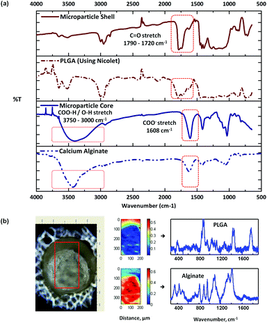 FT-IR spectra (a) of a typical alginate–PLGA microparticle, (b) optical image of a cross-sectioned alginate-PLGA microparticle, with the respective Raman mapping score images and BTEM components derived from the mapped enclosed rectangular area shown in the optical image.