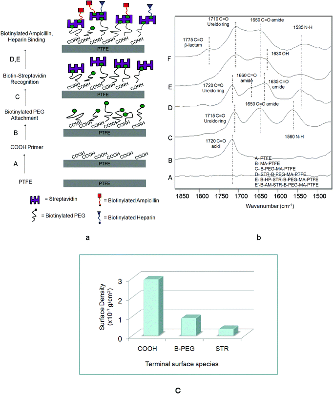 (a) Schematic diagram of surface reactions on PTFE: (A) microwave Ar plasma reactions leading to the formation of COOH groups, (B) attachment of B-BEG to COOH–PTFE surface, (C) immobilization of STR via STR–biotin conjugates, (D) B-HP binding to STR–B-PEG–MA-PTFE, (E) B-AM HP binding to STR–B-PEG–MA-PTFE; (b) ATR FT-IR spectra in the 1900–1400 cm−1 region: Trace A – PTFE, Trace B – MA-PTFE, Trace C – B-PEG–MA-PTFE, Trace D – STR–B-PEG–MA-PTFE, Trace E – B-HP–STR–B-PEG–MA-PTFE, Trace F – B-AM–STR–B-PEG–MA-PTFE; (c) surface density obtained from quantitative analysis of COOH, B-PEG, STR.